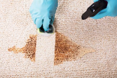 How To Clean Vomit From a Carpet (Step-by-Step Guide for Fast Odor and Stain Removal)