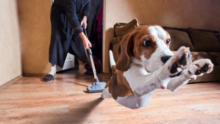 How to Clean Your Home for Pet Allergies: A Room-by-Room Guide to Pet Dander Control